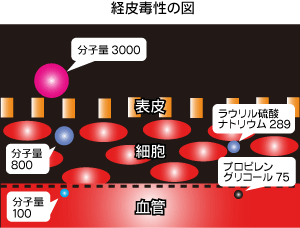 経皮毒性の図