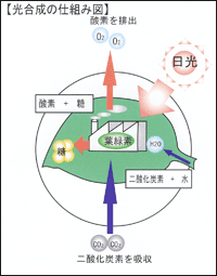 光合成の仕組み図